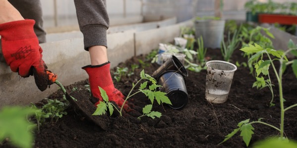 I lavori di giardinaggio in inverno: ecco gli interventi necessari per proteggere dal gelo le tue piante e il tuo giardino