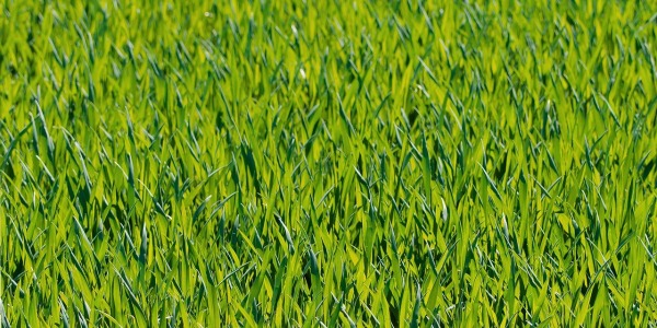 Cosa fare per avere un bel prato verde? Scopri subito i nostri consigli che ti aiuteranno ad avere un bel prato
