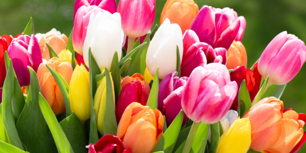 Come coltivare i tulipani: guida completa dalla piantagione alla fioritura