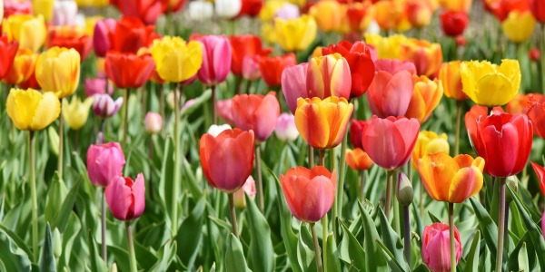 Quali sono i 10 tulipani particolari più belli del mondo? Ecco la nostra lista per te