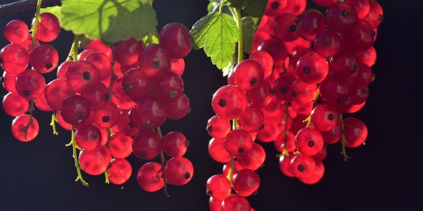 Grappa degli Arabi: ingredienti, ricetta e preparazione