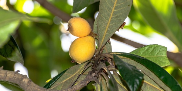 Nespolino: la ricetta e come preparare la grappa aromatizzata al nespolo in casa