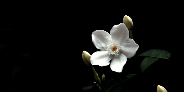 Piante da camera da letto: quali sono le 4 specie più adatte da tenere in camera e perchè