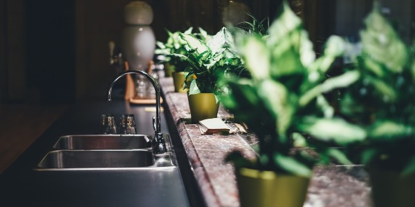 Come e quando concimare le piante da appartamento: scopri come nutrire le tue piante in casa