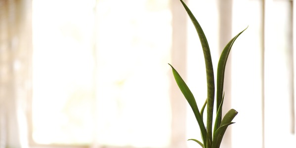 Quali sono le piante d’appartamento più resistenti? Scopriamole subito insieme