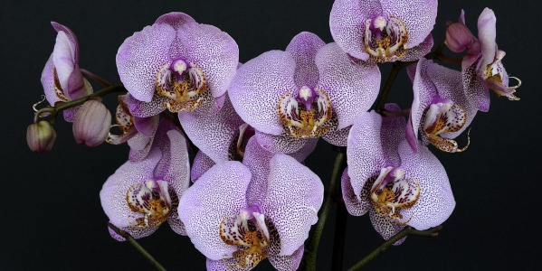 Orchidee: guida completa alla cura e alla coltivazione