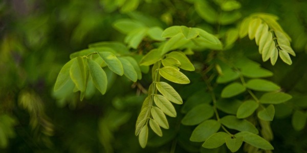 Acacia: guida completa alla coltivazione e cura