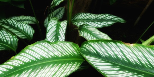 Calathea Fusion White: come curarla e coltivarla