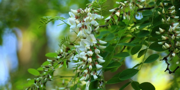 Potatura dell’acacia: quando e come farla