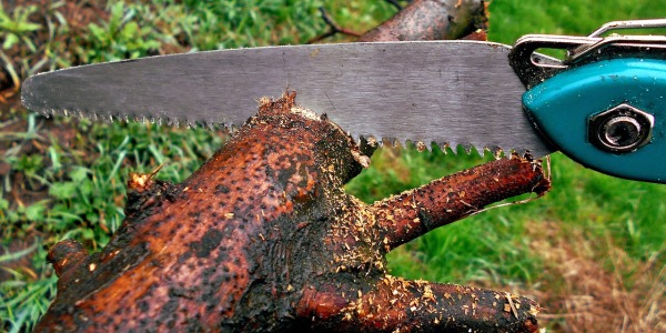 Con che cosa si pota un albero? Guida ai principali attrezzi per potatura