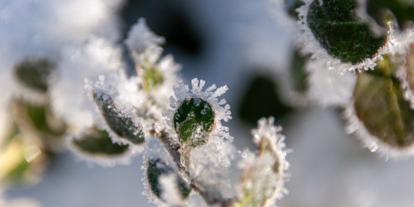 Come mantenere le piante felici tutto l’anno?