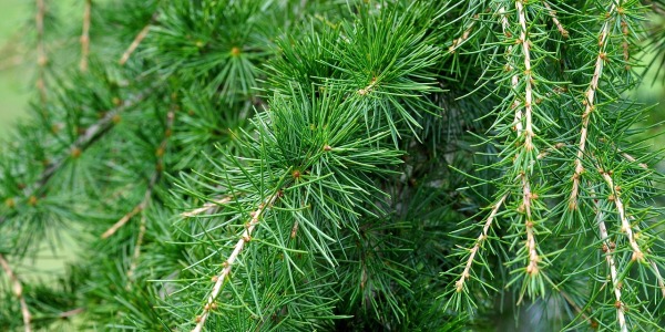 Come e quando si pota il cedro (Cedrus)