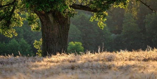 Come capire se un albero è malato?