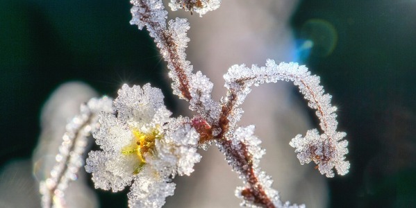 Come proteggere le piante dal freddo e dal gelo: 6 consigli utili