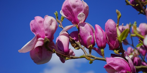 Come coltivare la magnolia: la guida completa