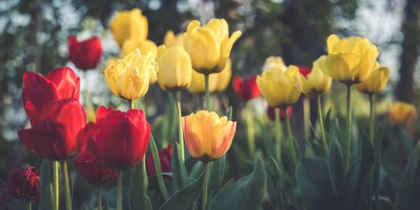 Varietà di tulipani: ecco le 14 più conosciute e famose