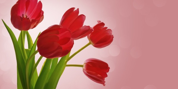 Come si conservano i tulipani: tutto quello che dovresti sapere sulla loro cura