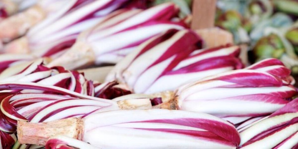Grappa Trevisana: la ricetta e come preparare in casa il digestivo al radicchio rosso di Treviso