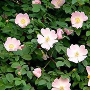 Grappa alla rosa canina (Rosolio): ingredienti, ricetta e preparazione