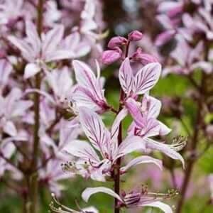 Grappa al dittamo: ingredienti, ricetta e preparazione