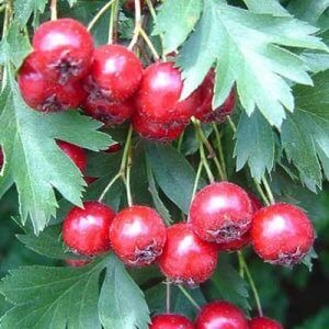 La Grappa D’Azzeruolo: scopri ora la ricetta e come si prepara