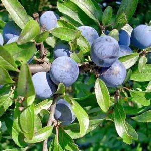 Prunello di Borgogna: come preparare la grappa al prugnolo selvatico