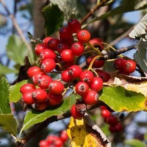 Grappa al Sorbo Montano: ricetta e preparazione