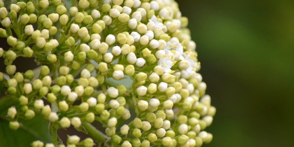 Spumante & Grappa di Sambuco: scopri ora le ricette e la preparazione