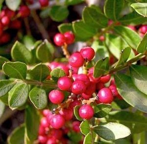 Grappa al Lentisco: la ricetta e la preparazione in casa di questo antico digestivo