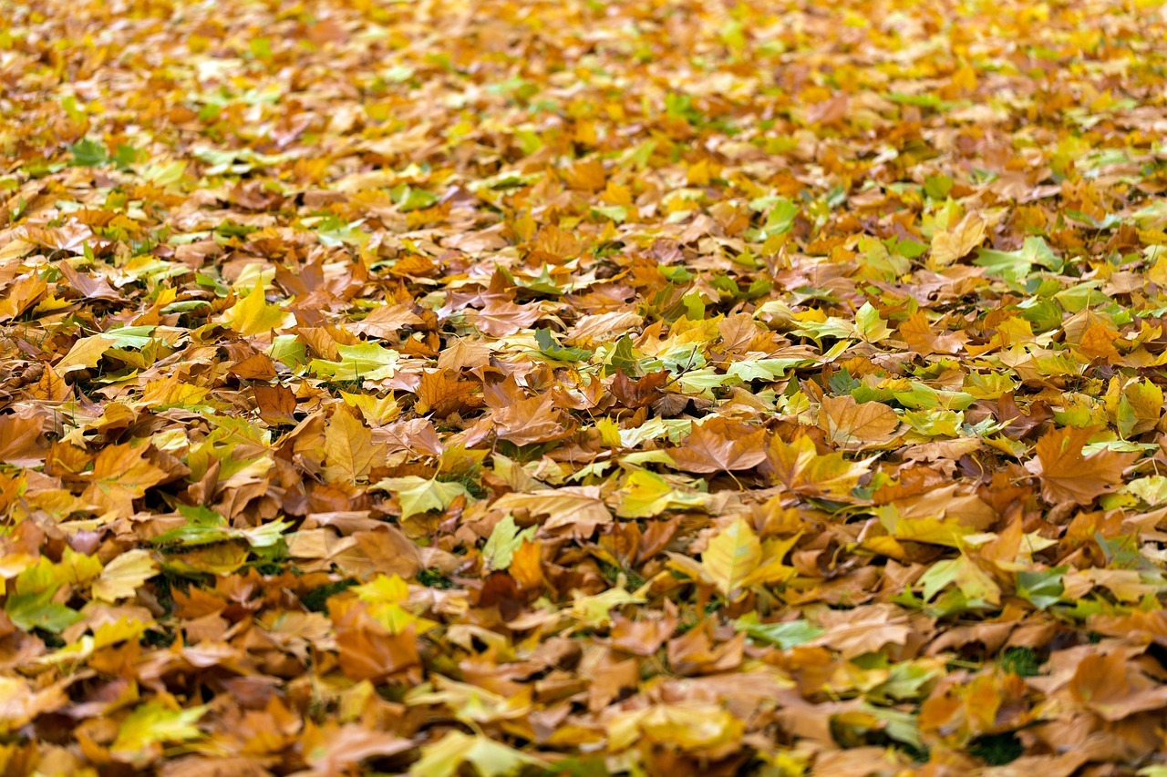 Come rimuovere le foglie dal giardino e come smaltirle? La guida passo per passo per un giardino perfetto in ogni stagione