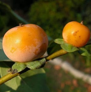 Grappa ai kaki: scopri subito la ricetta e la preparazione di questo liquore estivo