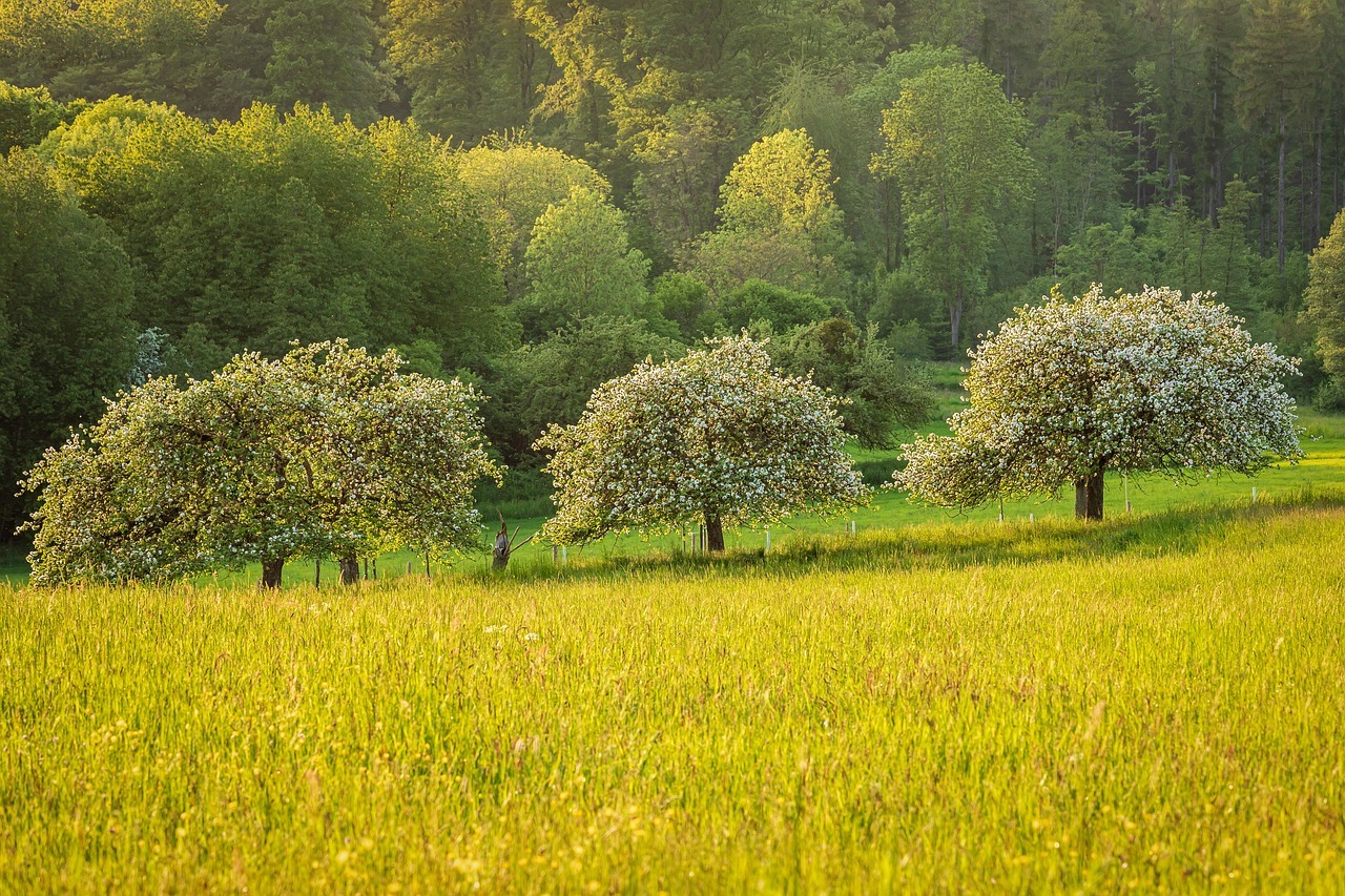 Calendario per la potatura degli alberi da frutto: le operazioni mese per mese da eseguire sulle piante