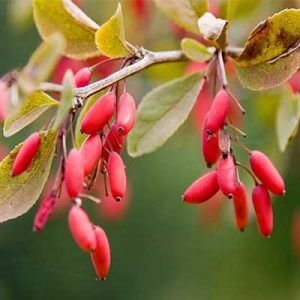 Il Liquore dei Berberi