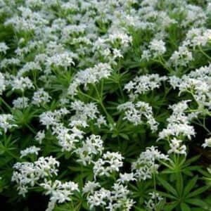 Grappa di Asperula