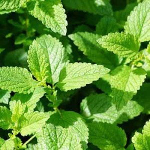 Liquore alla Menta