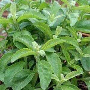 Grappa di Stevia