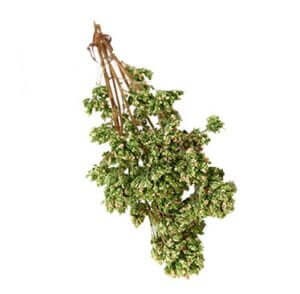 Grappa all'origano