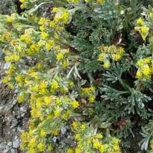Grappa di Artemisia