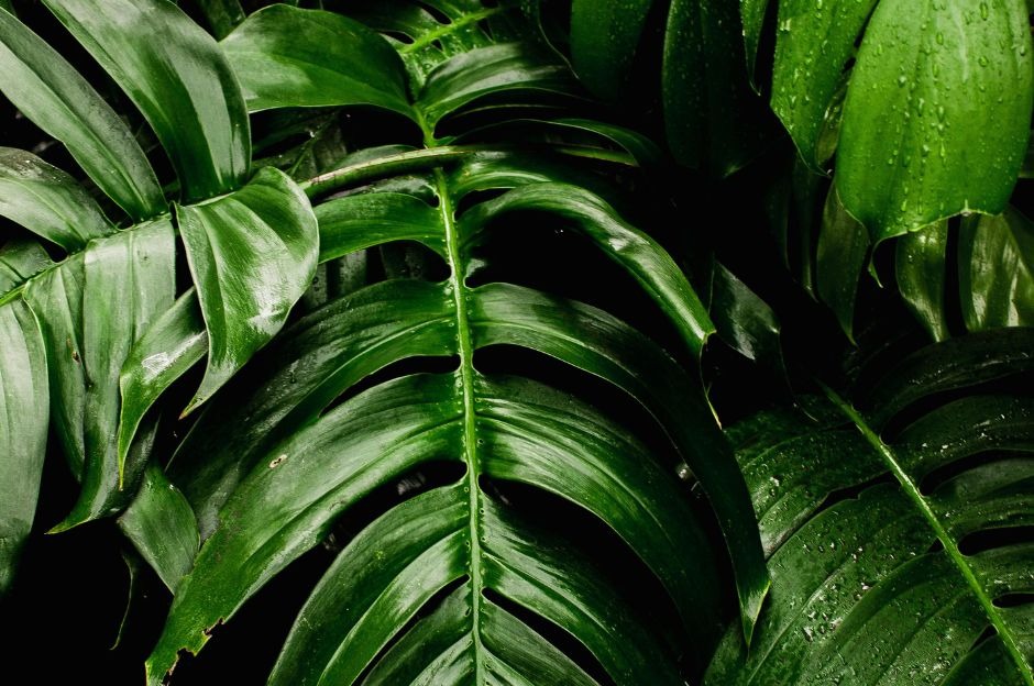 Calathea: guida completa a varietà, cura e caratteristiche