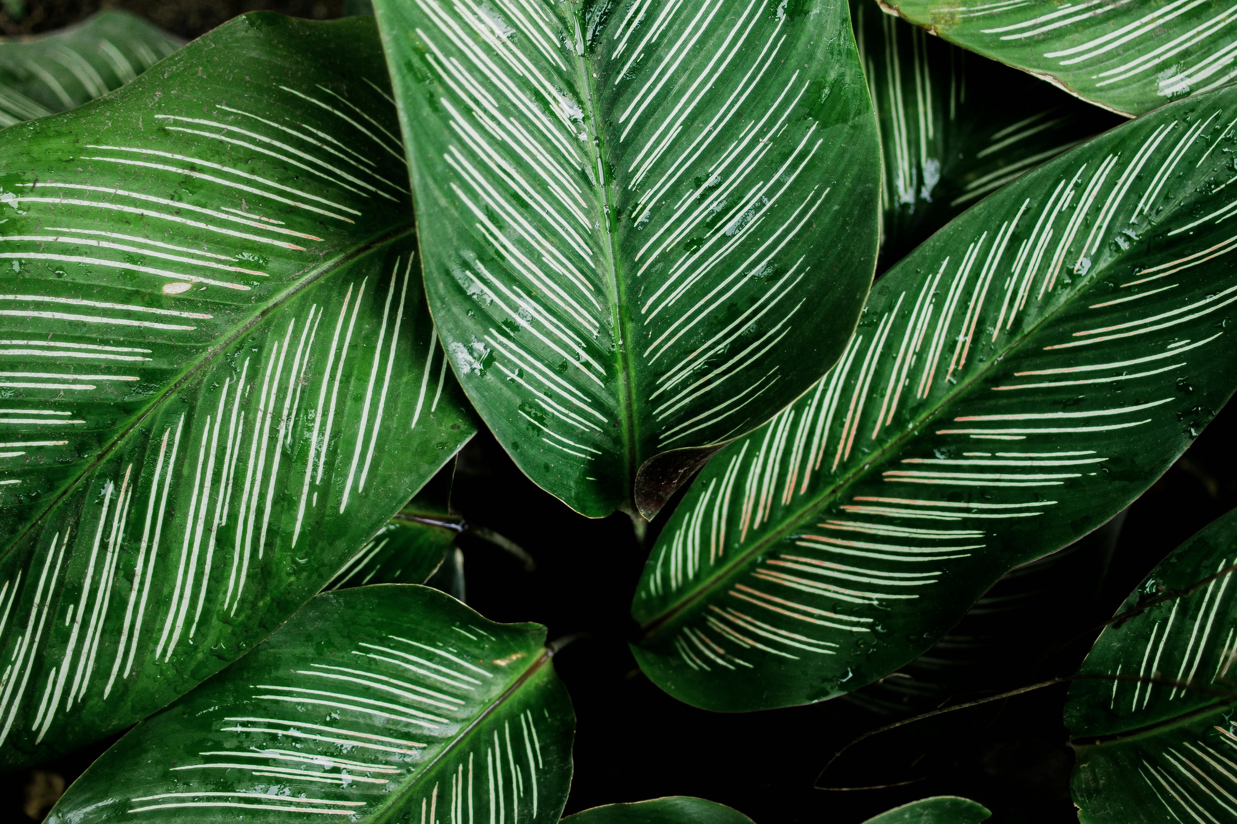 Calathea ornata: caratteristiche, cura e varietà a confronto