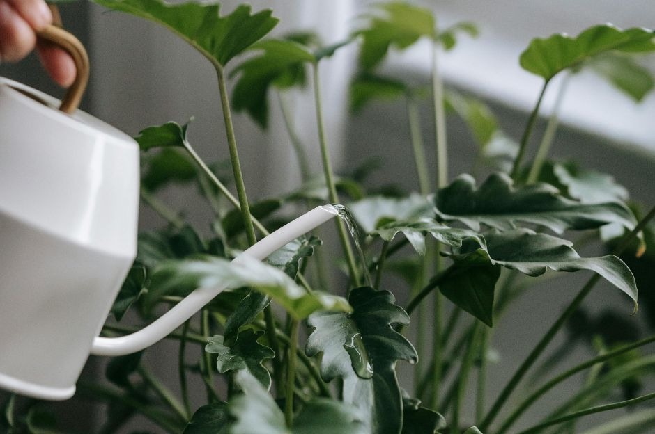 Calathea cura e manutenzione: la guida pratica passo dopo passo