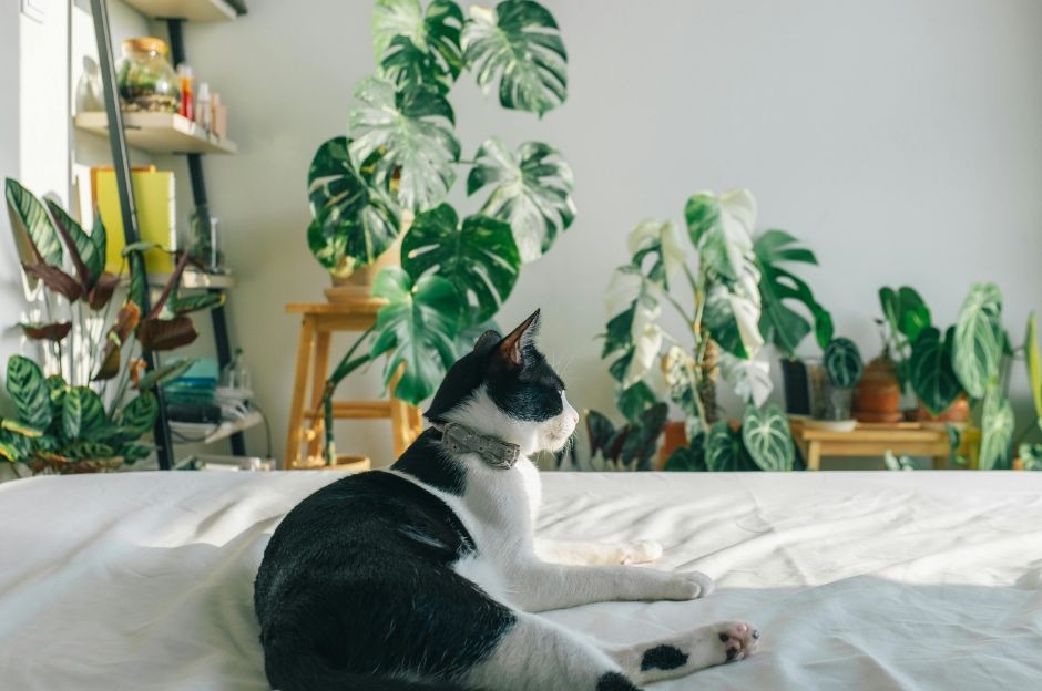 Calathea e gatti: è davvero una pianta sicura per i tuoi animali?