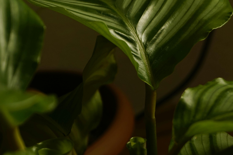 Perché la calathea si muove? Il segreto della pianta della preghiera