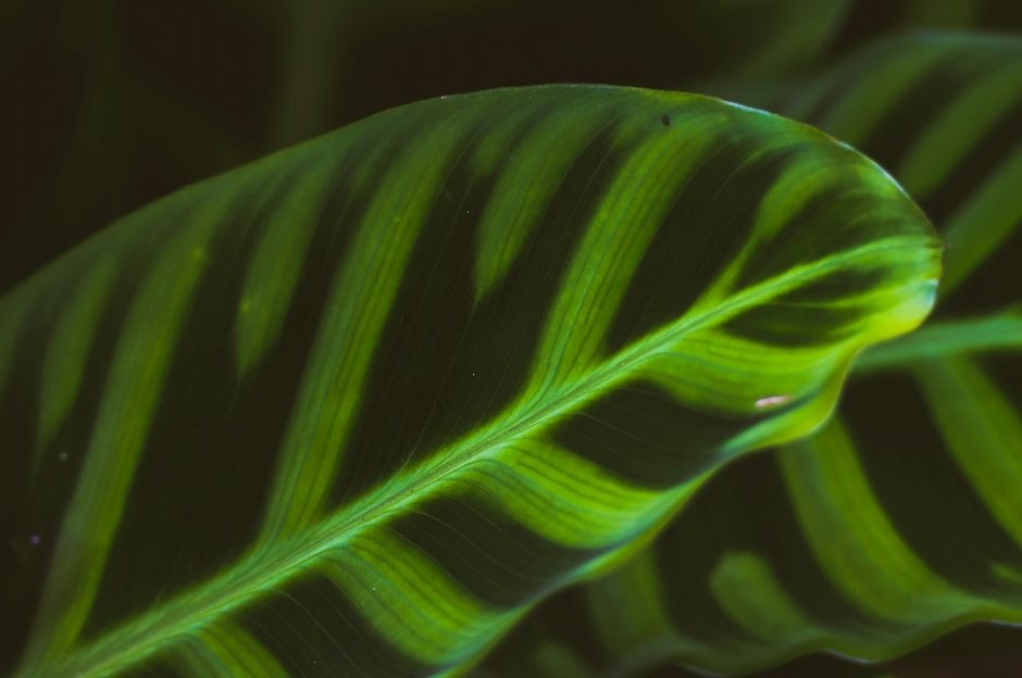 Come curare la Calathea Makoyana: la guida passo dopo passo