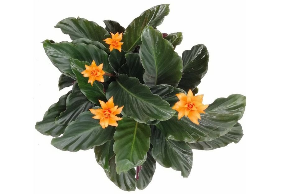 Fioritura della calathea: quali varietà fioriscono e come curarle