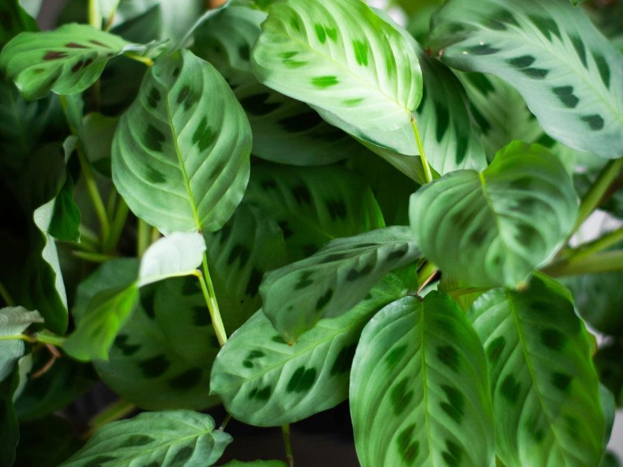 Calathea e Maranta: differenze, somiglianze e come distinguerle