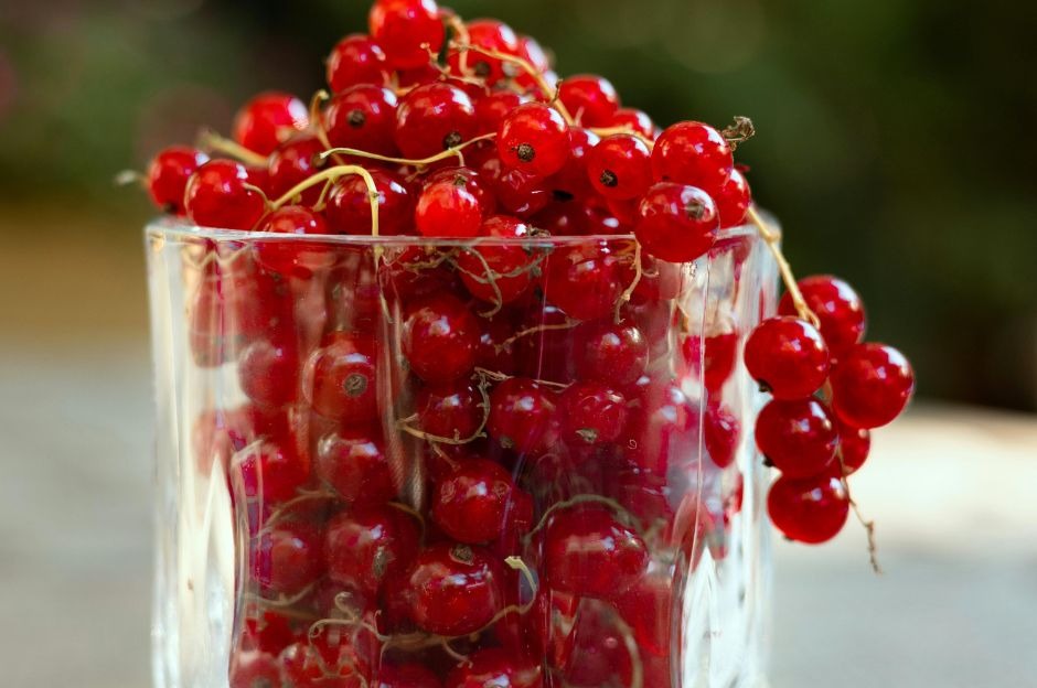 Ribes: varietà, proprietà e come coltivare la pianta in giardino