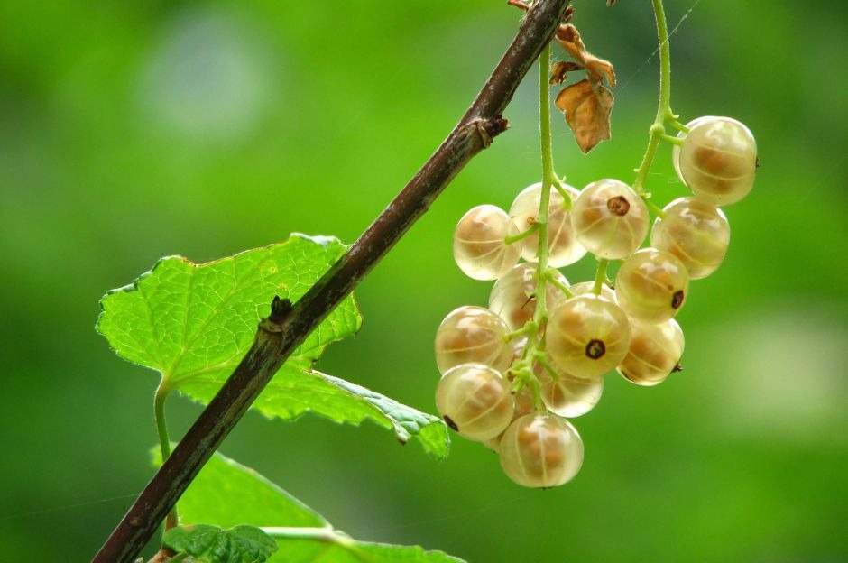 Uva spina: cos'è, proprietà e come coltivare la pianta