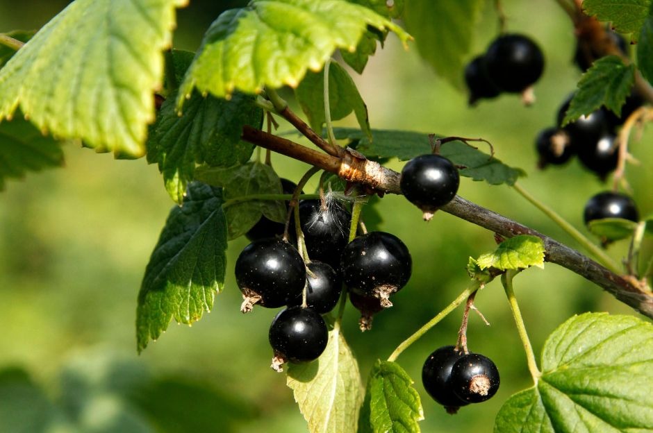 Ribes nero (Ribes nigrum): proprietà, benefici e coltivazione