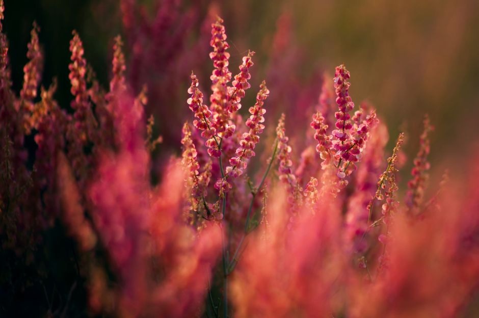 Calluna vulgaris: guida completa a cura, coltivazione e varietà
